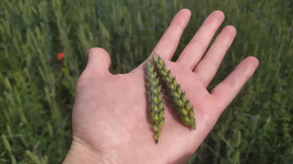 Ripe Wheat in the Hands.Harvest concept