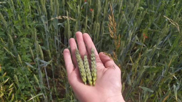 Ripe Wheat in the Hands.Harvest concept