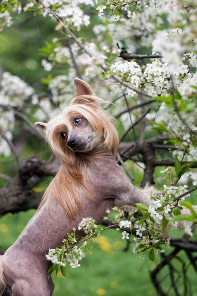 Chinese Kuif Hond Een Tak — Stockfoto