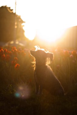      çiçeklerde köpek gün batımını izliyor