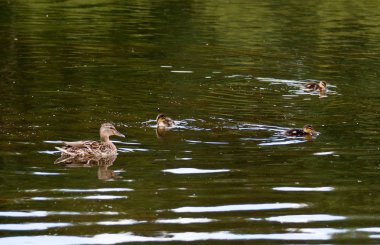   ördek yavrusu ile gölet üzerinde yürüyüşe gitti