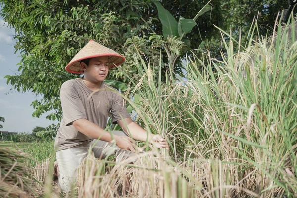 Ásia Agricultor Colheita Arroz Arroz Campo Indonésia — Fotografia de Stock