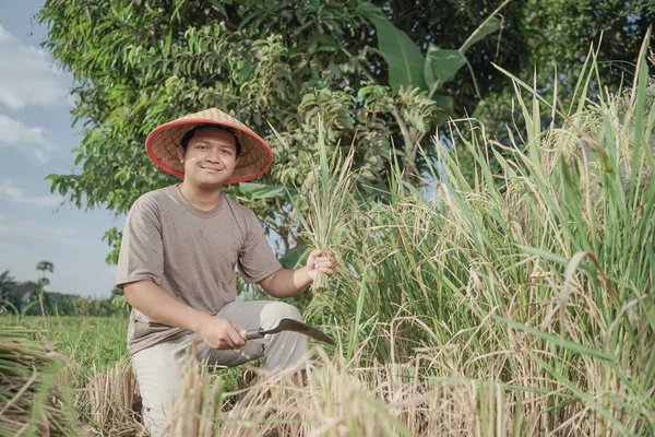 Agricoltore Asiatico Che Raccoglie Riso Nel Riso Campo Dell Indonesia — Foto Stock