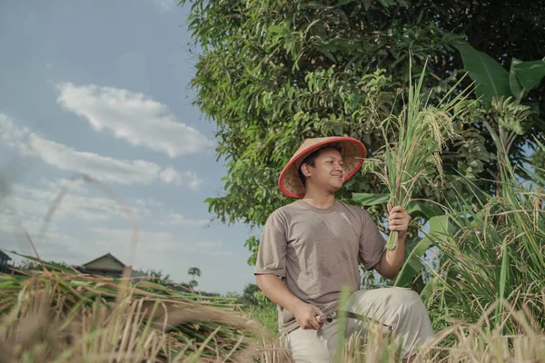 Asia Farmer Harvesting Rice Field Rice Indonesia — Stock Photo, Image