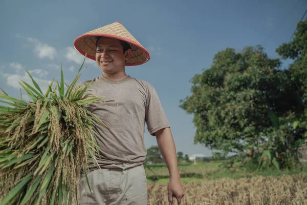 Agricoltore Asiatico Che Raccoglie Riso Nel Riso Campo Dell Indonesia — Foto Stock