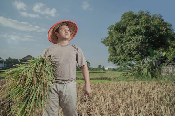 Asia Farmer Harvesting Rice Field Rice Indonesia — Stock Photo, Image