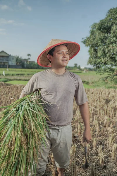 Agricultor Asia Cosechando Arroz Campo Arroz Indonesia —  Fotos de Stock