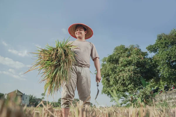 Agricoltore Asiatico Che Raccoglie Riso Nel Riso Campo Dell Indonesia — Foto Stock