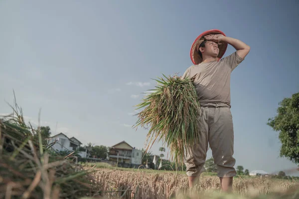 Agricoltore Asiatico Che Raccoglie Riso Nel Riso Campo Dell Indonesia — Foto Stock