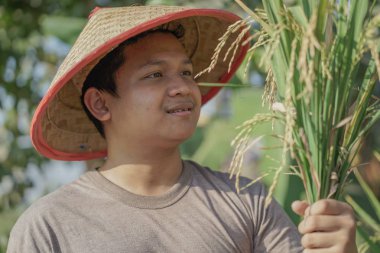 Endonezya tarlapirinç pirinç hasat Asya çiftçi yakın.
