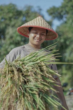 Asya çiftçi Endonezya tarla pirinç pirinç hasat.