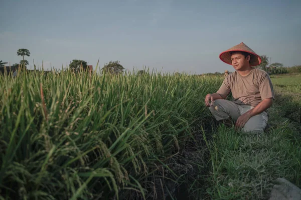 Agricoltore Asiatico Nella Risaia Dell Indonesia Riso Quasi Raccolto — Foto Stock