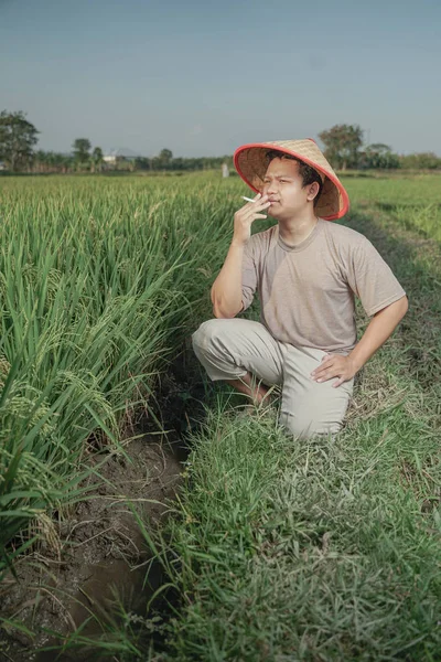 Agricoltore Asiatico Nella Risaia Dell Indonesia Riso Quasi Raccolto — Foto Stock