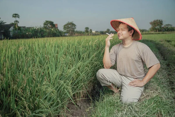 Agricoltore Asiatico Nella Risaia Dell Indonesia Riso Quasi Raccolto — Foto Stock