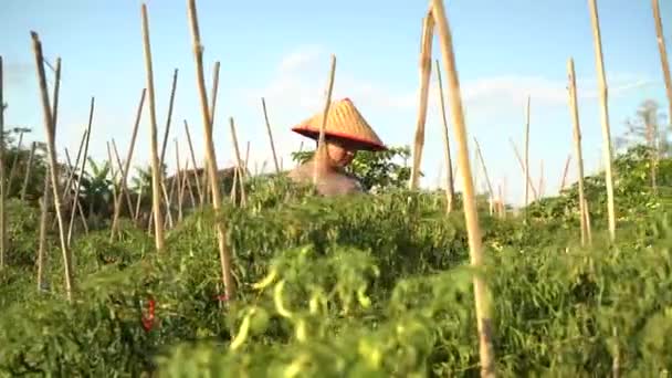 アジアの農家は 洗練された技術で彼の分野を監督します 農業の概念 — ストック動画
