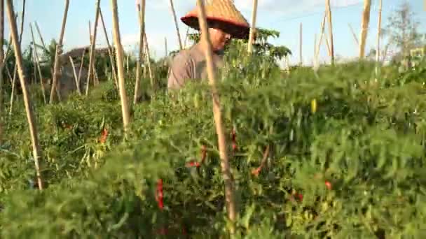 Asian Farmers Oversee His Fields Sophisticated Technology Agriculture Concept — Stock Video