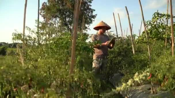 Les Agriculteurs Asiatiques Supervisent Ses Champs Avec Une Technologie Sophistiquée — Video