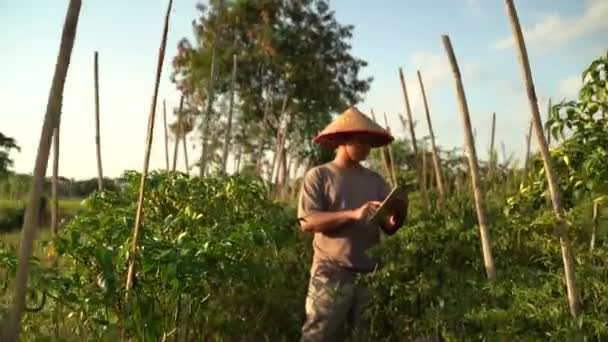 Asian Farmers Oversee His Fields Sophisticated Technology Agriculture Concept — Stock Video