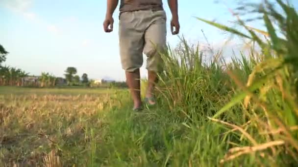 Caminando Través Campos Arroz Point Wiev Disparó Después Granjero Local — Vídeos de Stock