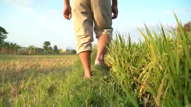 田んぼを歩く 地元の農家に続くヴィーフショットのポイント 農業の概念 — ストック動画