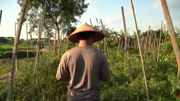 Agricultores Asiáticos Supervisionam Seus Campos Com Tecnologia Sofisticada Conceito Agricultura — Vídeo de Stock