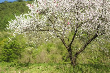 Japonya 'da Sakura Ağacı' nın altındaki yürüyüş yolu güzeldir.