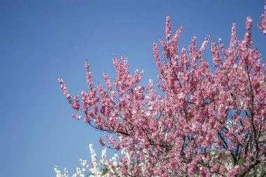 Japonya 'da Sakura Ağacı' nın altındaki yürüyüş yolu güzeldir.