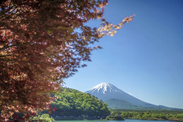 Akçaağaç Yaprağı Fuji Japonya — Stok fotoğraf