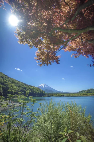 Red Frame Maple Leaf Fuji Japan — Stock Photo, Image