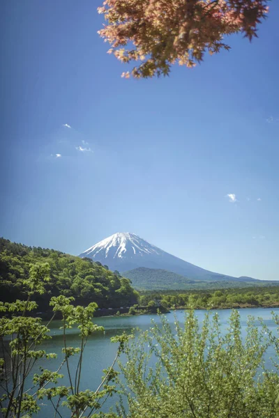 Kawaguchiko Gölü Ndeki Lavanta Tarlasından Fuji Sahnesi Yamanashi Bölgesi Japonya — Stok fotoğraf