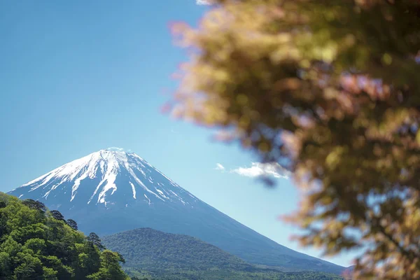 Akçaağaç Yaprağı Fuji Japonya — Stok fotoğraf