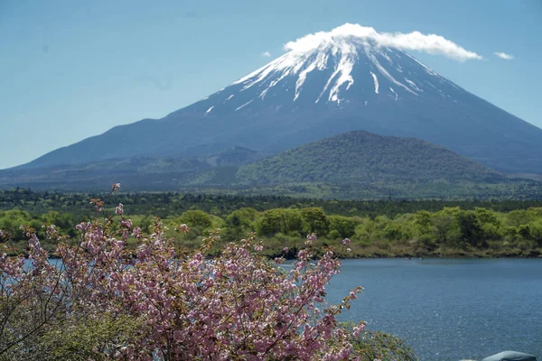 Góra Fuji Wiosną Kawaguchiko Japonia Wiśniowym Kwiatem Sakura Drzewa — Zdjęcie stockowe