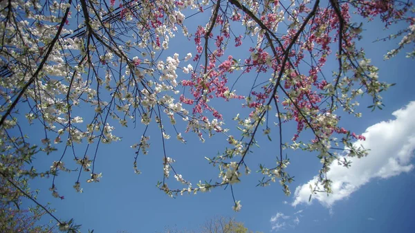 Walkway under the Sakura Tree beautiful in Japan