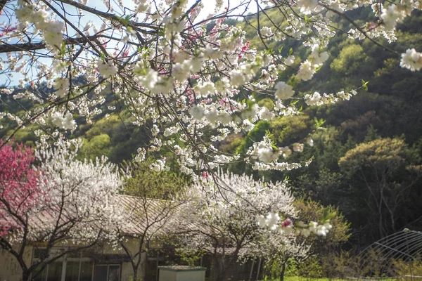 Walkway under the Sakura Tree beautiful in Japan