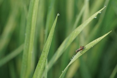 Yeşil yapraklı böcek ve böceklerin makro fotoğrafı. Makro böcekler ve böcekler dünyası. Bahar konseptinde doğa.