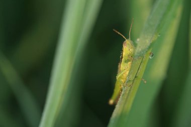 Yeşil yapraklı böcek ve böceklerin makro fotoğrafı. Makro böcekler ve böcekler dünyası. Bahar konseptinde doğa.