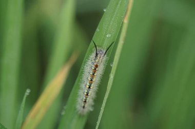 Yeşil yapraklı böcek ve böceklerin makro fotoğrafı. Makro böcekler ve böcekler dünyası. Bahar konseptinde doğa.