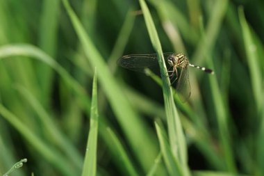 Yusufçuğun makro fotoğrafı çimlerin üzerinde duruyor. İlkbahar konsepti fotoğrafında doğa
