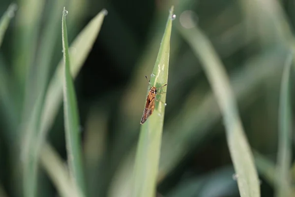 Makroaufnahme Von Insekten Und Käfern Grünen Blatt Makrokäfer Und Insektenwelt — Stockfoto