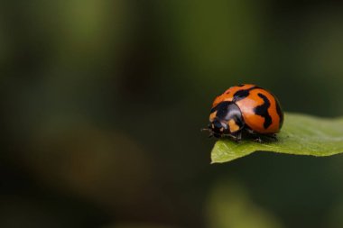 Yeşil yapraklı uğur böceğinin makro fotoğrafı. Makro böcekler ve böcekler dünyası. Bahar konseptinde doğa.