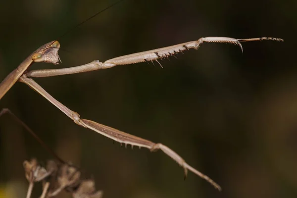 Macro Photo Mantis Green Leaf Macro Bugs Insects World Nature — Stock Photo, Image