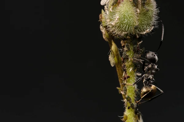 Macro Photo Balck Ant Green Leaf Macro Bugs Insects World — Stock Photo, Image