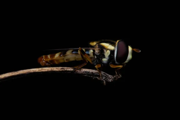 Makroaufnahme Von Insekten Und Käfern Grünen Blatt Makrokäfer Und Insektenwelt — Stockfoto