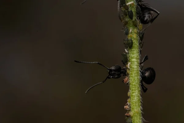 Macro Foto Insectos Hormigas Sosteniendo Sobre Hierba Verde Macros Insectos — Foto de Stock