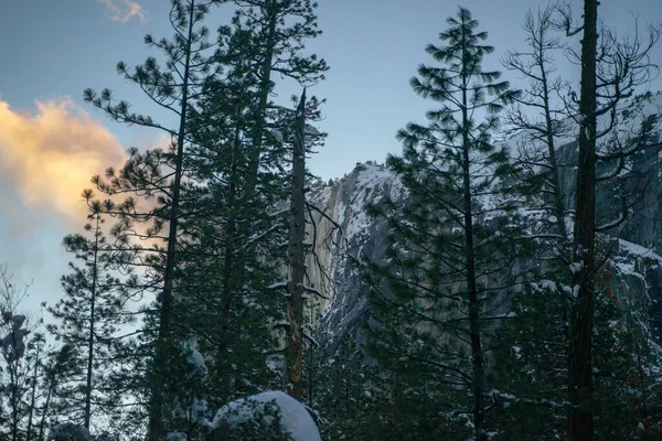 Pijnbomen Yosemite Central Park Met Prachtige Lucht — Stockfoto