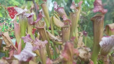 Vahşi bahçedeki nepenthes bitkilerinin yakın çekim videosu