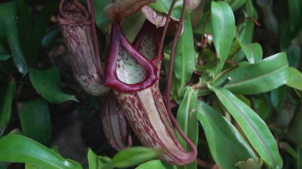 Primer Plano Vídeo Nepenthes Plantas Jardín Salvaje — Vídeo de stock