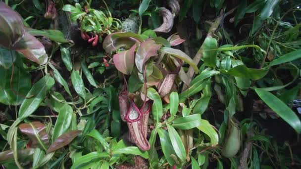 Imágenes Plantas Nepenthes Jardín Salvaje — Vídeos de Stock