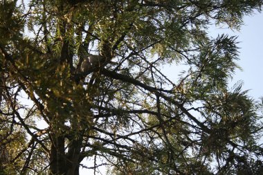 Amor de las palomas en el parque de guelim malaga