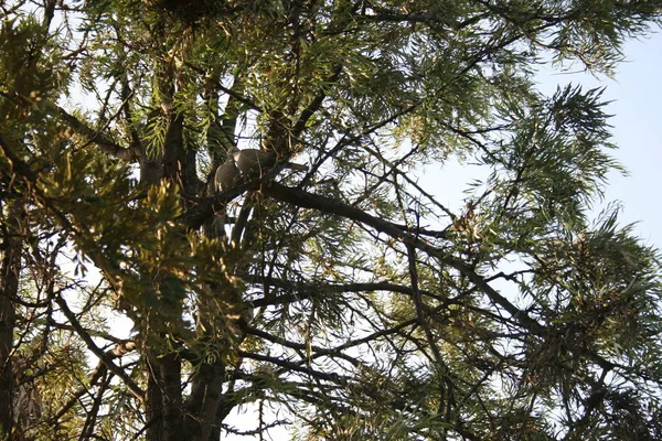 Amor Las Palomas Parque Guelim Malaga — Stockfoto